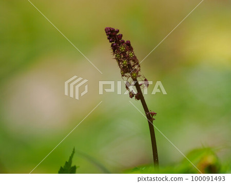 Momijicharumerusou at the waterside in spring Momijicharumerusou at the waterside in spring 100091493
