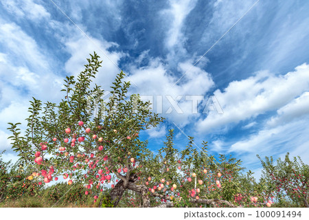 [Hirosaki City, Aomori Prefecture] Blue sky and apples. Autumn in Tsugaru, apple orchards are harvesting 100091494