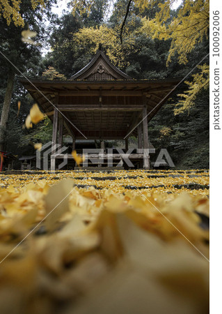 Iwato Ochiha神社的黃色葉子 Iwato Ochiha神社的黃色葉子 100092006