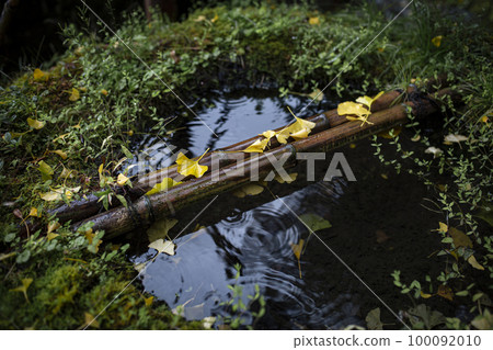 The yellow leaves of Iwato Ochiha Shrine 100092010
