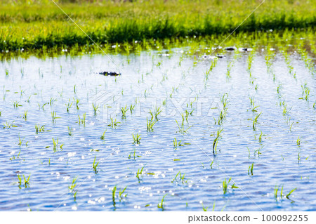 Early summer in Nikaho, Akita Kujukushima, Kisakata with fresh greenery Early summer in Nikaho, Akita Kujukushima, Kisakata with fresh greenery 100092255