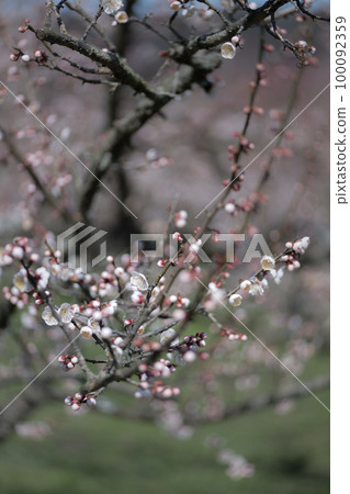 The plum blossoms in early spring are in full bloom, and white-eyes fly about in search of nectar. The plum blossoms in early spring are in full bloom, and white-eyes fly about in search of nectar. 100092359