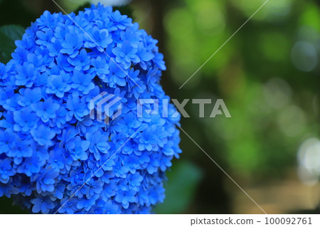 日本千葉縣日本寺廟的繡球花 100092761
