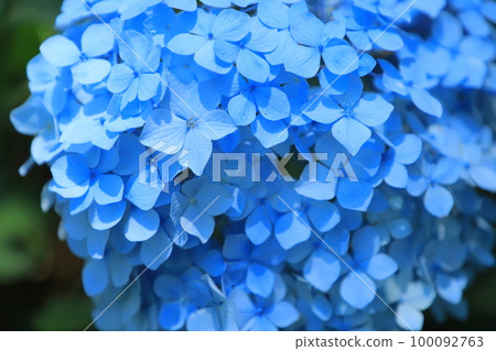 日本千葉縣日本寺廟的繡球花 100092763