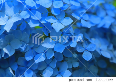 日本千葉縣日本寺廟的繡球花 100092766