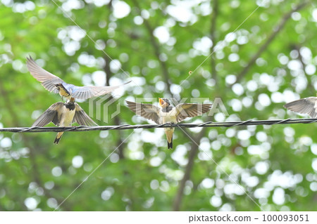 A child of the swallow 100093051