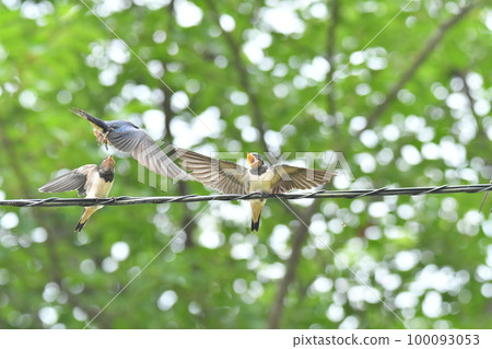 A child of the swallow A child of the swallow 100093053