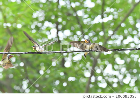 A child of the swallow A child of the swallow 100093055
