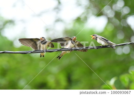 A child of the swallow 100093067