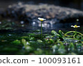 Mei flower algae flowers 100093161