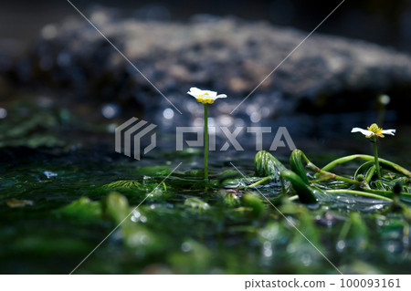 Mei flower algae flowers 100093161
