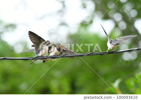 A child of the swallow A child of the swallow 100093610