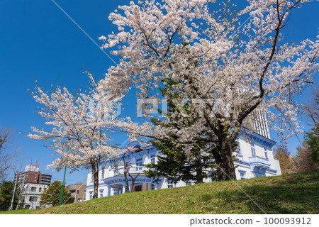 札幌中島公園的櫻花_7489-94 100093912