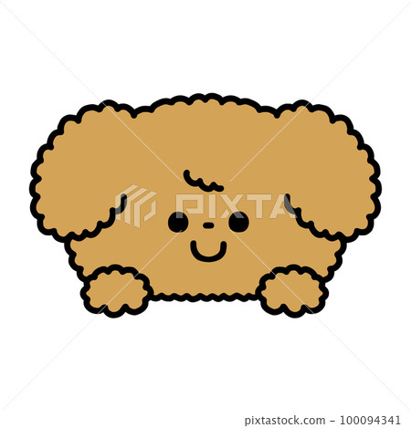 A cute toy poodle that suddenly shows its face 100094341