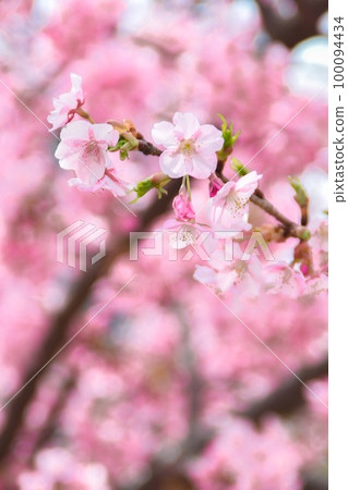 Early blooming cherry blossoms in Shiba Park 100094434