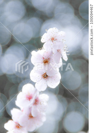 Plum blossoms in the silver world of Shiba Park Plum blossoms in the silver world of Shiba Park 100094467