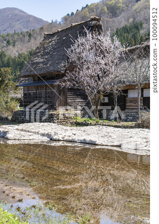 Spring cherry blossoms in Shirakawa-go Spring cherry blossoms in Shirakawa-go 100094512