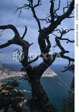 Lonely tree growing on rock on the sky background in spring 100094946