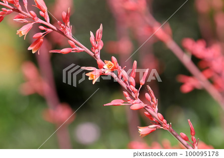 Spring flowers in a city park in northern Israel. 100095178