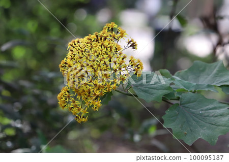 Spring flowers in a city park in northern Israel. 100095187