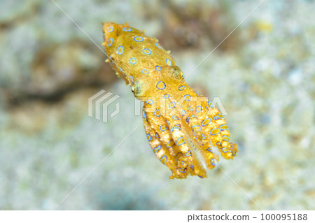 偉大的摩門教章魚 100095188