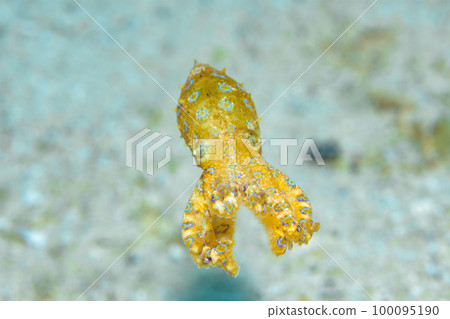 偉大的摩門教章魚 100095190