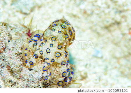 偉大的摩門教章魚 偉大的摩門教章魚 100095191