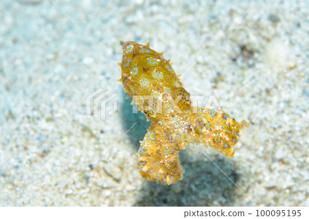 Great Mormon octopus Great Mormon octopus 100095195