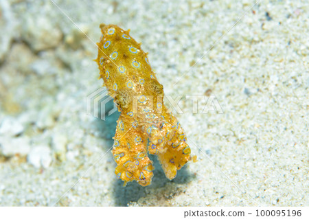 Great Mormon octopus 100095196