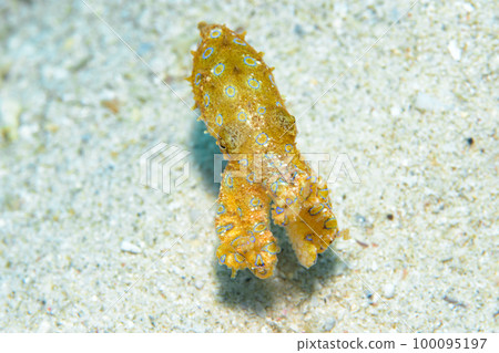 偉大的摩門教章魚 偉大的摩門教章魚 100095197