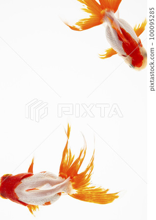 Goldfish swimming in an aquarium on a white background 100095285