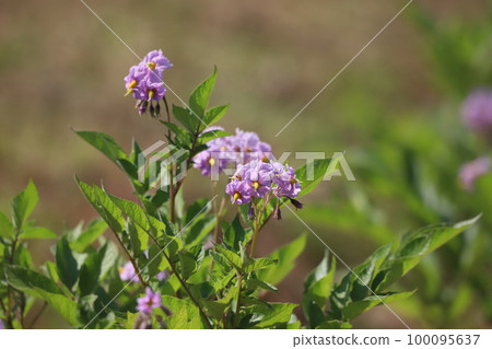 Potato flowers Potato flowers 100095637