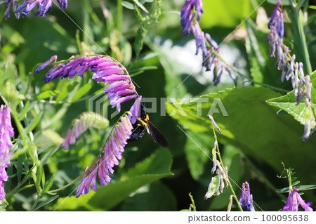 Carpenter bee collecting pollen of Kusafuji Carpenter bee collecting pollen of Kusafuji 100095638