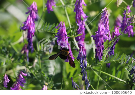 Carpenter bee collecting pollen of Kusafuji Carpenter bee collecting pollen of Kusafuji 100095640