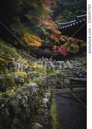 Autumn leaves of Atago Memorial Buddha Temple 100095705