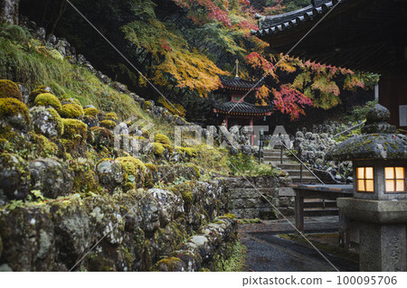 Autumn leaves of Atago Memorial Buddha Temple 100095706