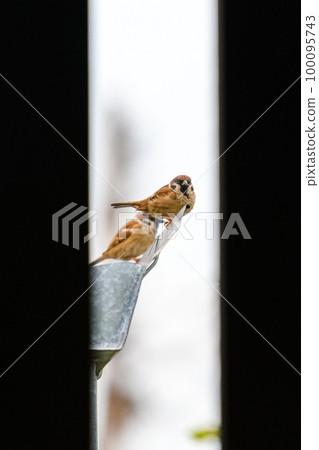 One warbler with prey white background 100095743