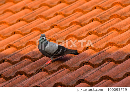 a pigeon on the roof a pigeon on the roof 100095759