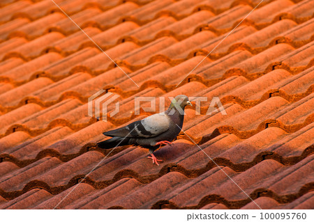 a pigeon on the roof 100095760