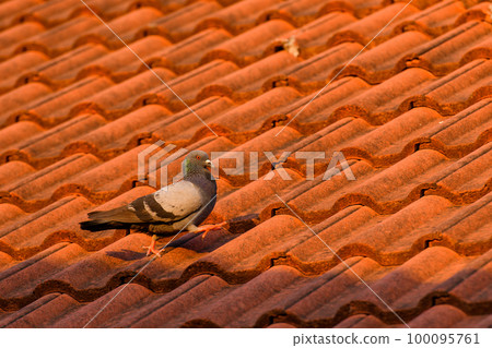 a pigeon on the roof 100095761