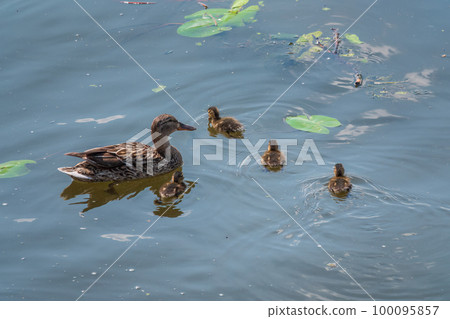 A family of ducks, a duck and its little ducklings are swimming in the water. The duck takes care of its newborn ducklings. Mallard, lat. Anas platyrhynchos A family of ducks, a duck and its little ducklings are swimming in the water. The duck takes care of its newborn ducklings. Mallard, lat. Anas platyrhynchos 100095857