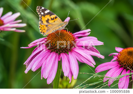 Beautiful butterfly painted lady or Vanessa cardui sitting on purple Echinacea flower in the summer. Close up. Macro. Beautiful butterfly painted lady or Vanessa cardui sitting on purple Echinacea flower in the summer. Close up. Macro. 100095886
