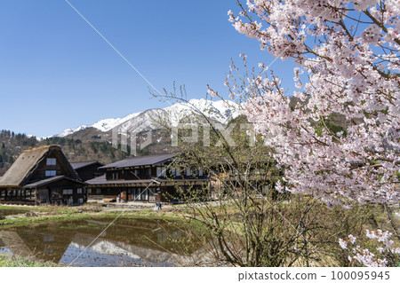 Spring cherry blossoms in Shirakawa-go Spring cherry blossoms in Shirakawa-go 100095945