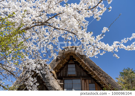 Spring cherry blossoms in Shirakawa-go Spring cherry blossoms in Shirakawa-go 100096104