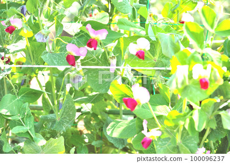 Pea flowers 100096237