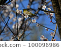 Cherry blossoms and white-eye Cherry blossoms and white-eye 100096986