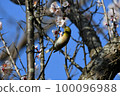Cherry blossoms and white-eye Cherry blossoms and white-eye 100096988