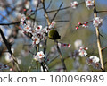 Cherry blossoms and white-eye Cherry blossoms and white-eye 100096989