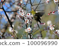 Cherry blossoms and white-eye Cherry blossoms and white-eye 100096990