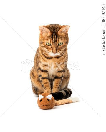 Bengal domestic cat playing with a plush mouse on a white background 100097146